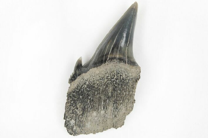 Partial, Fossil Cow Shark (Notorhynchus) Tooth - Aurora, NC #184420
